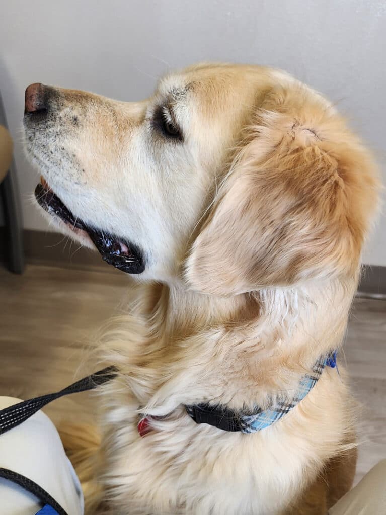 a golden retriever looking to the side expectantly.