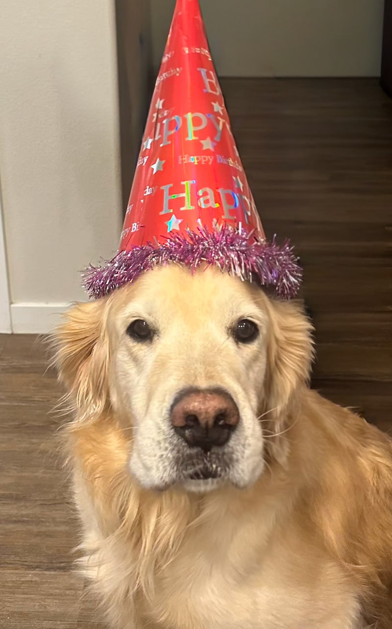 a grumpy golden retriever with a birthday hat on his head.
