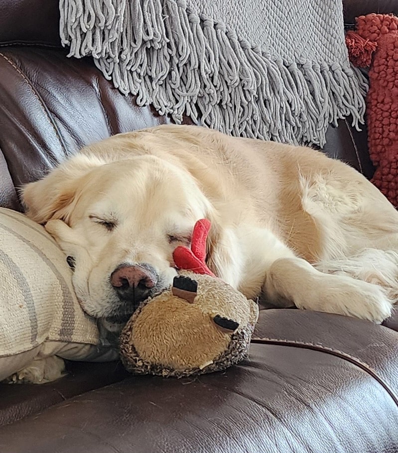 a golden retriever asleep on a couch.