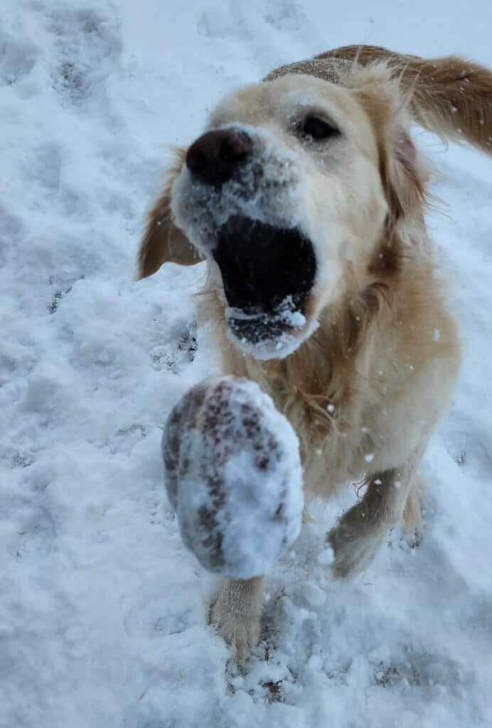 a golden retriever about to catch a little football in his mouth.