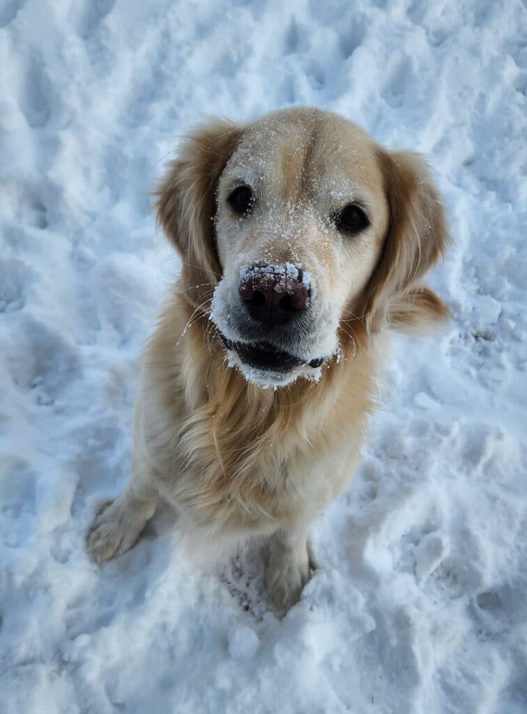a golden retriever in the snow with a dusting of snow on his snout.