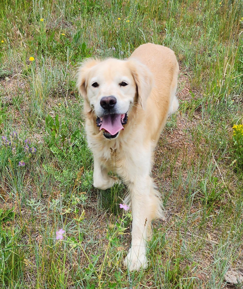a golden retriever running towards the camera.