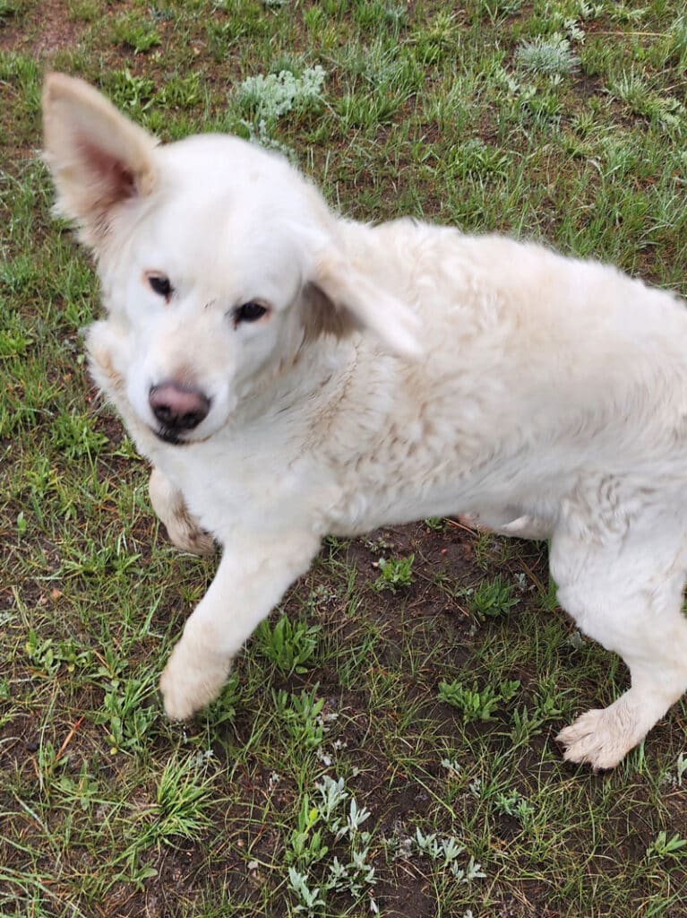 a white golden retriever jumping.