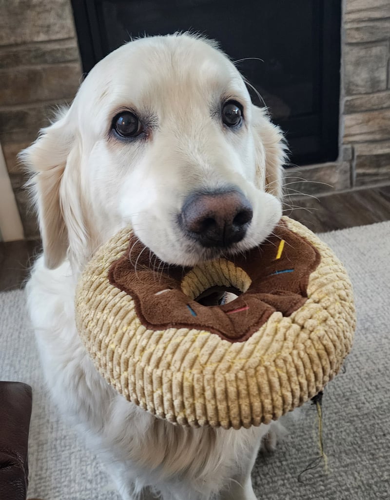 a golden holding a stuffed donut in his mouth.