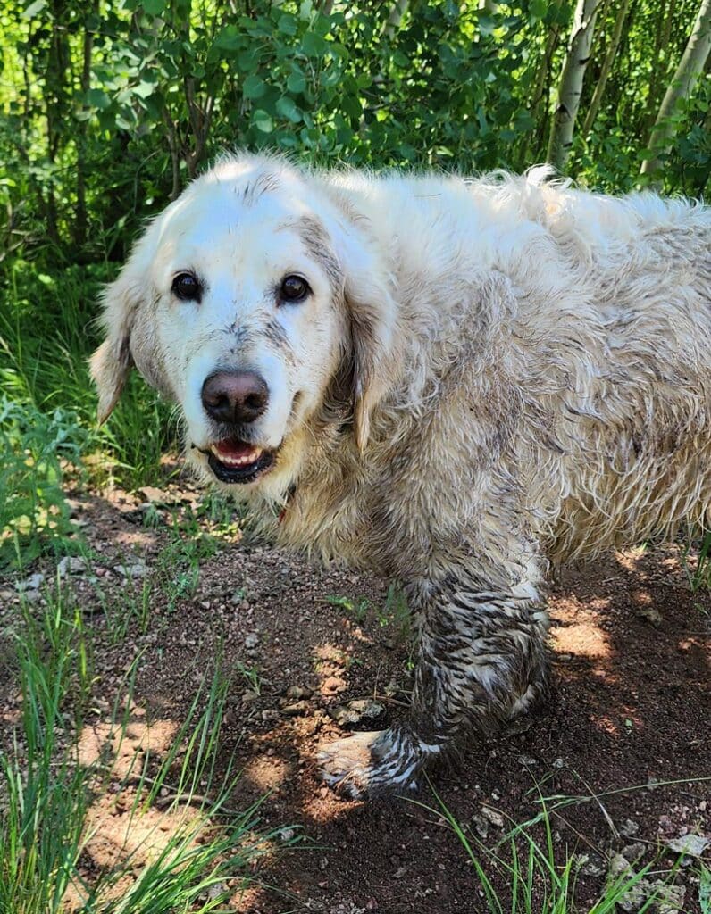 a white golden retrieve with mud and dirt on his face.