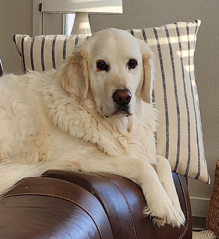 a white golden retriever sitting on a couch.