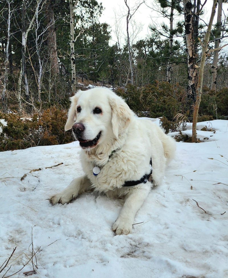 a golden retriever laying on snow in the woods.