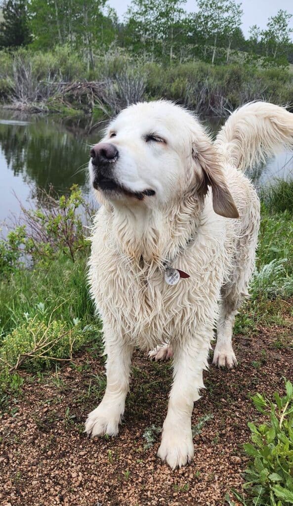 a white golden standing in the breeze.