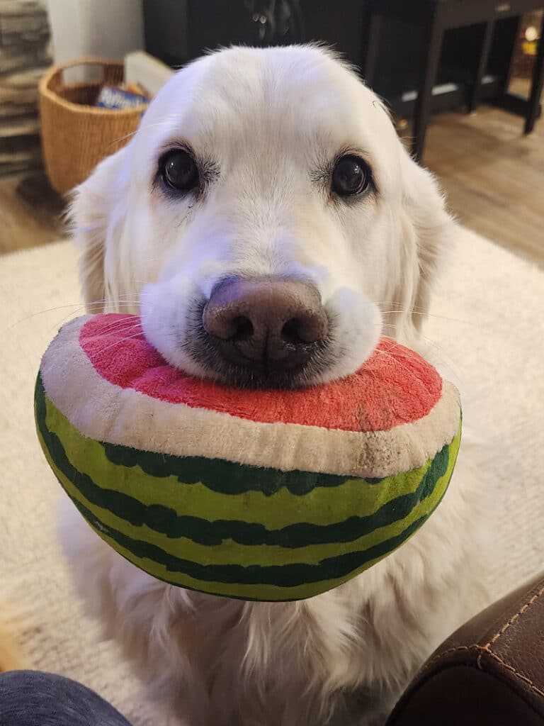  a golden retriever with a stuffed watermelon in his mouth.