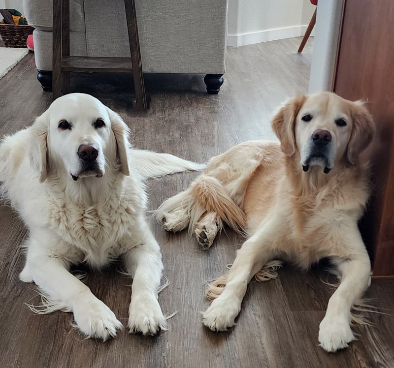 two golden retrievers lying on the floor.
