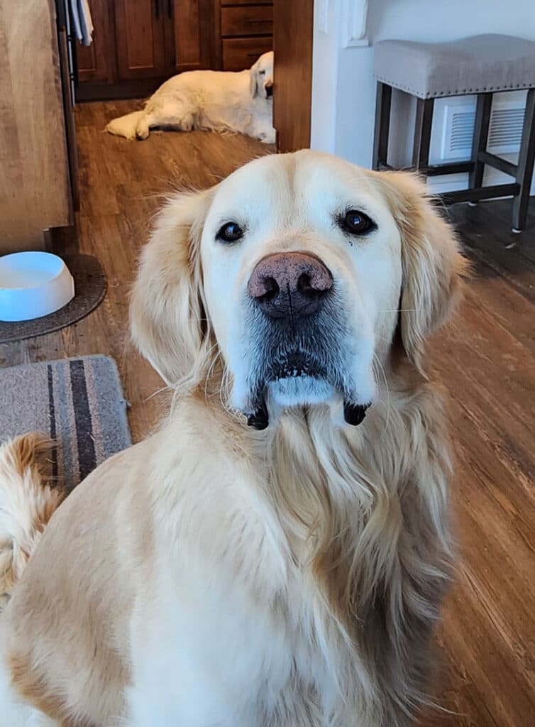 a cute golden retriever looking at the camera with another white golden in the background.