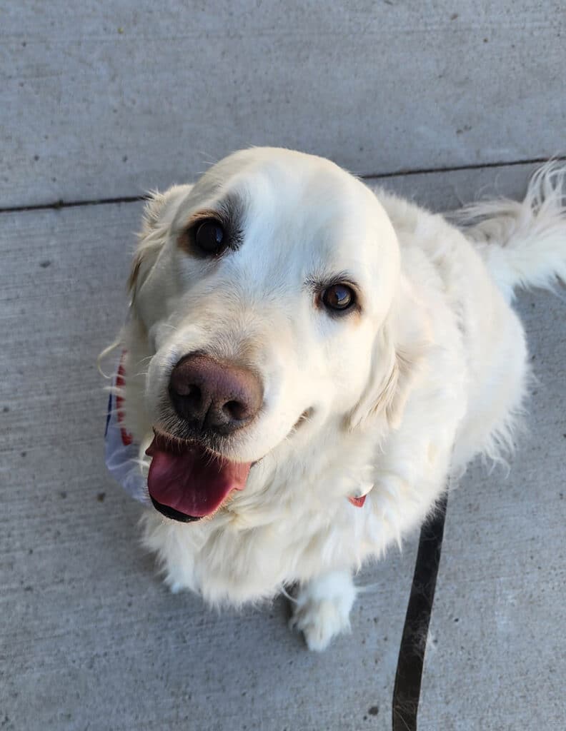 a cute golden retriever sitting and looking up at the camera.