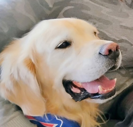 a happy golden retriever.