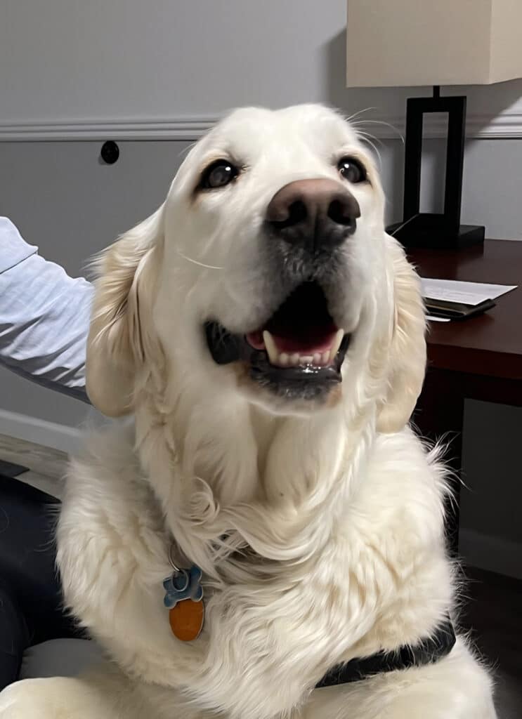 a happy golden retriever.