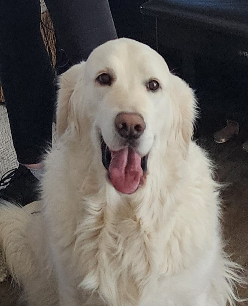 a white golden retriever with his tongue hanging out.