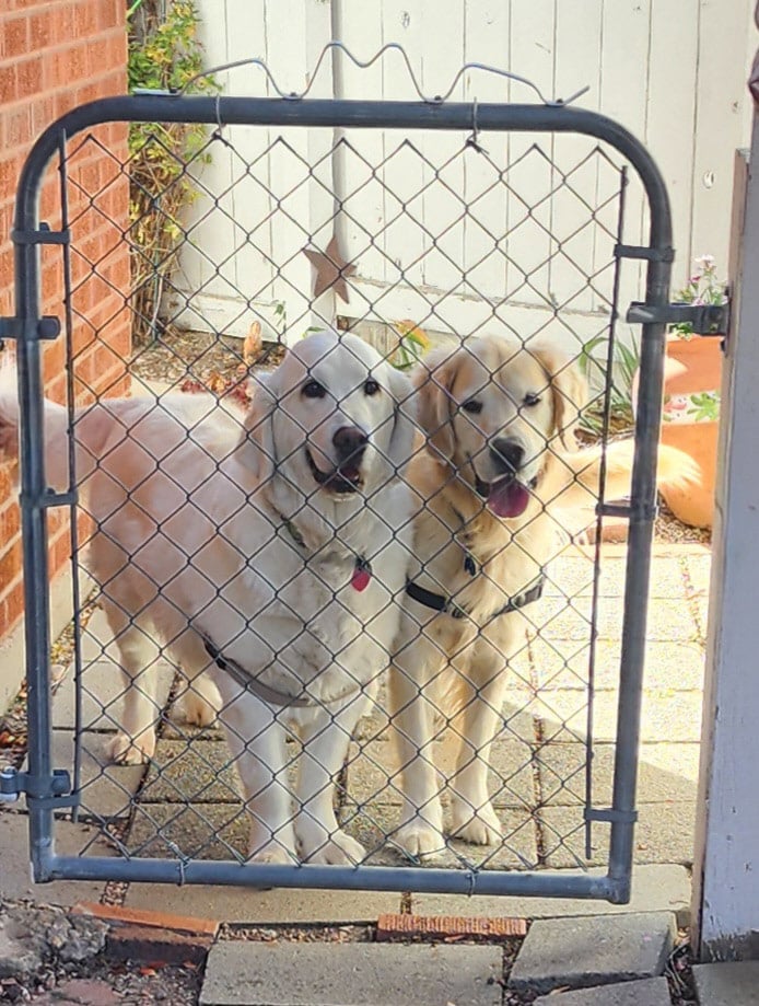 two goldens behind a chain link garden gate.