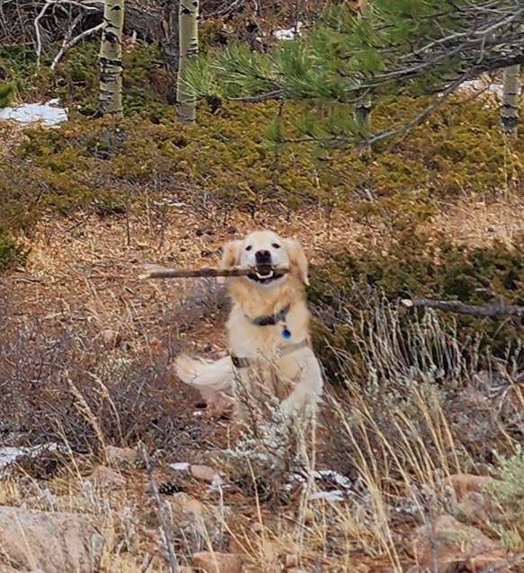 A golden retriever jumping out of the brush with a stick in his mouth.