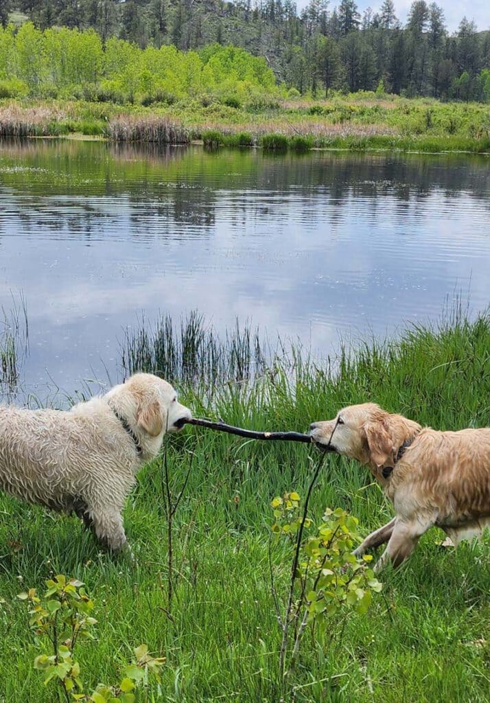 two goldens playing tug o war with a stick by a pond.