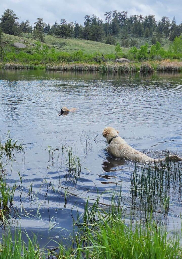 a golden in a pond watching another golden swim with a stick.