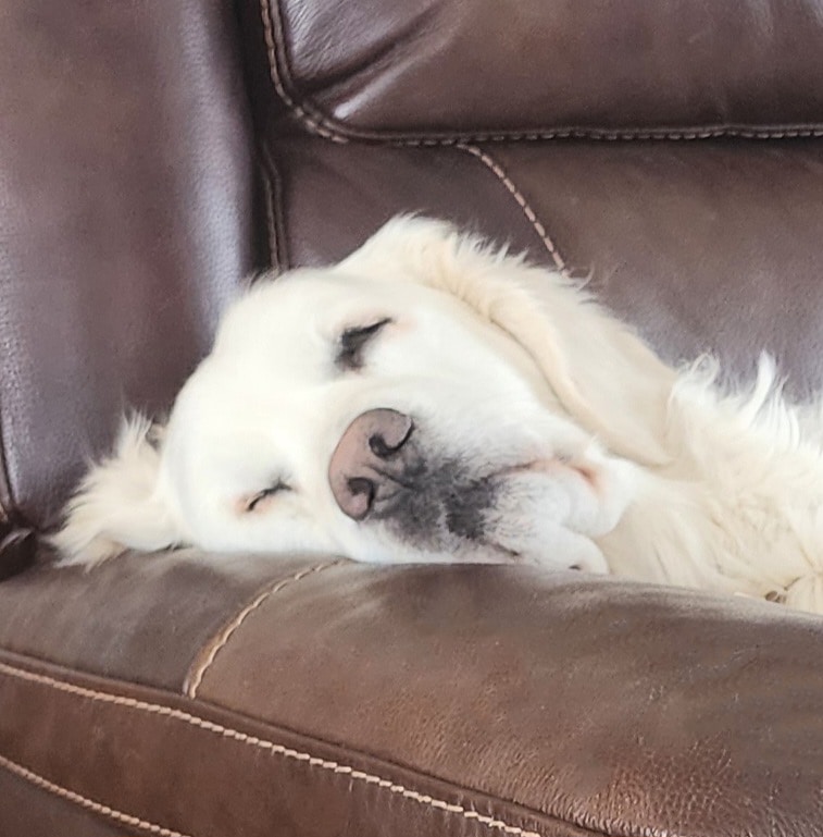 a golden retriever sleeping on a couch.