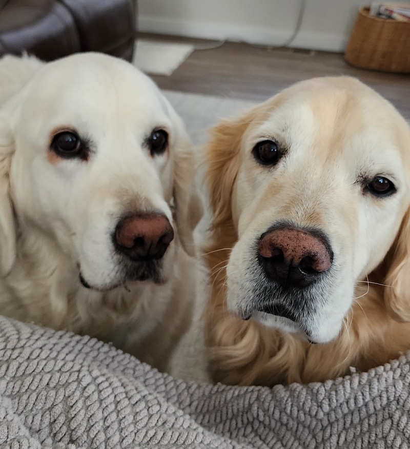 a dog sitting on a couch looking at another dog who's showing him a toy.