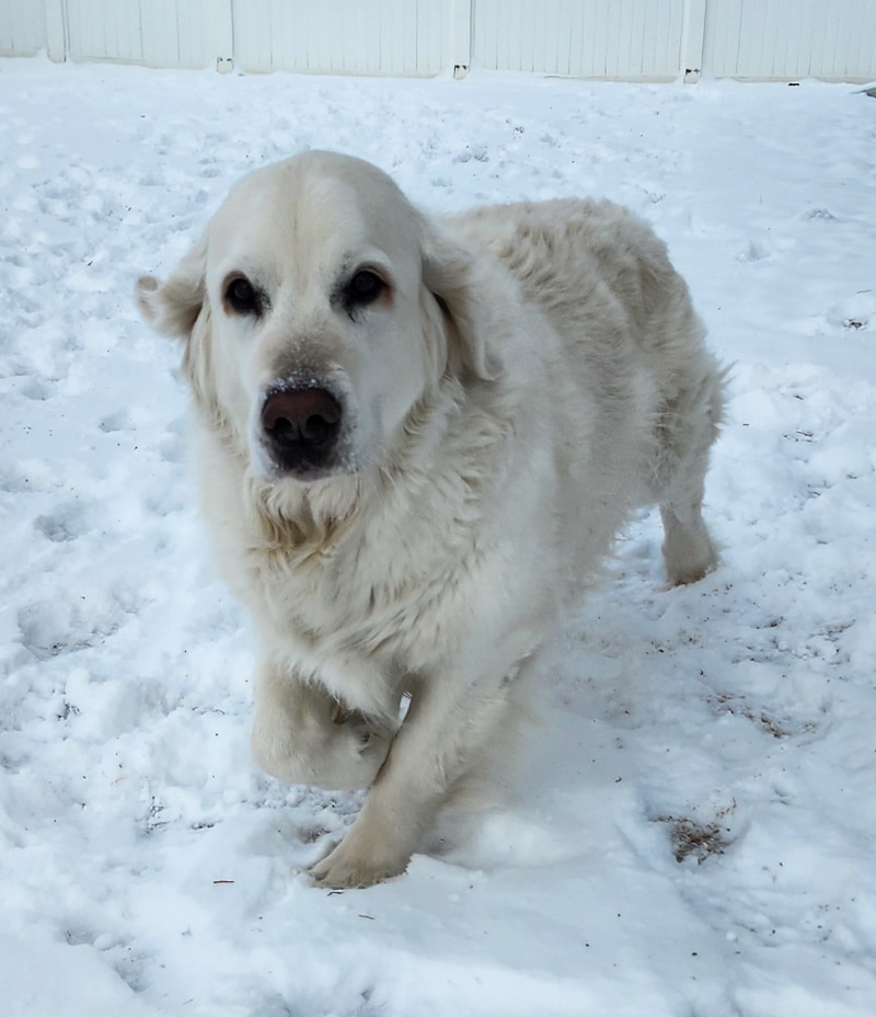 a English cream golden retriever playing in the snow.