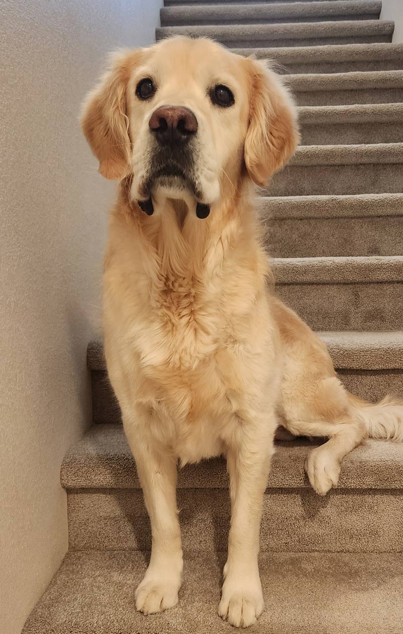 a golden retriever sitting on the stairs blocking the way up.
