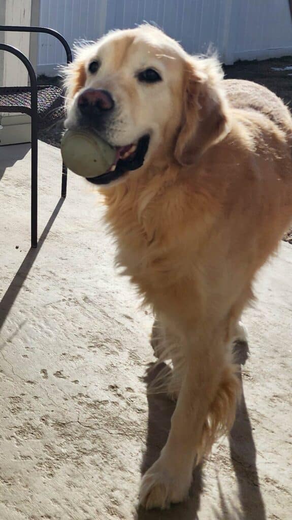 a golden retriever with a ball in his mouth.