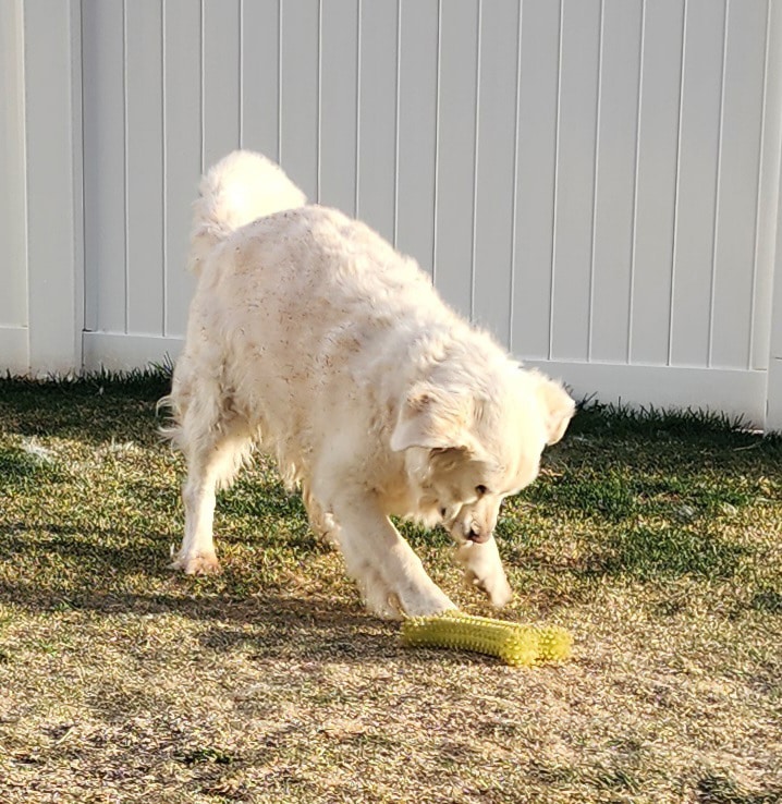 a golden retriever digging a hole.
