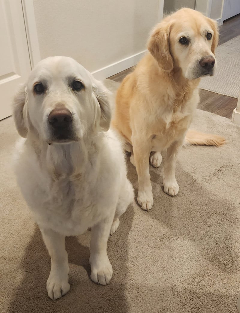 two golden retrievers.