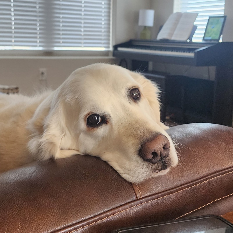 a golden retriever looking at the camera with puppy eyes.