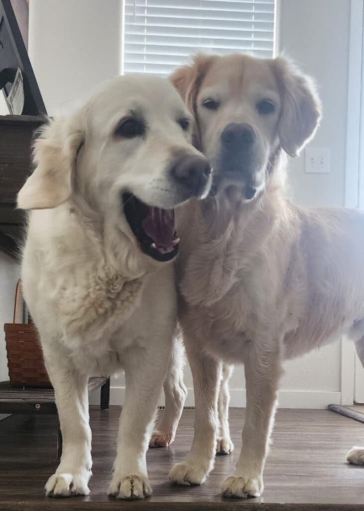 two golden retrievers standing next to each other.