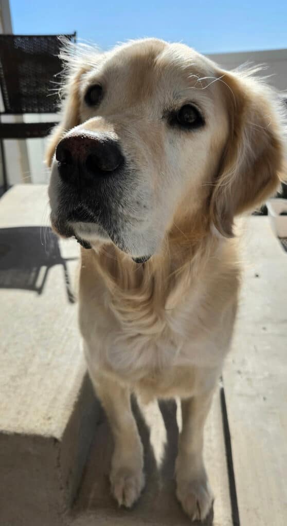 a golden retriever with an inquisitive look on his face