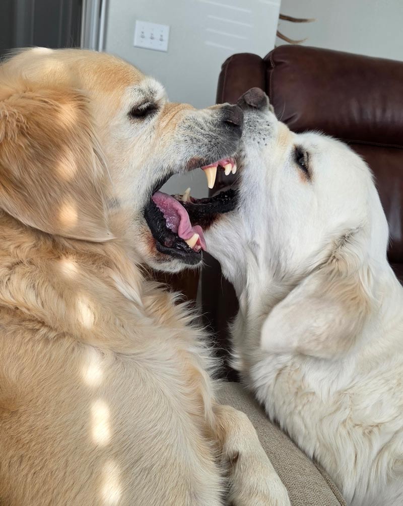 two golden retrievers playing bitey face