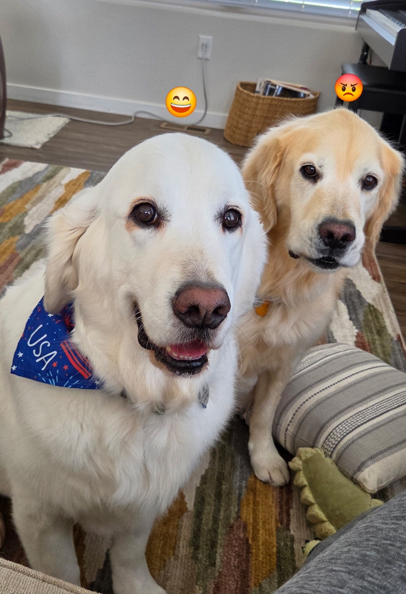 a golden retriever wearing a patriotic bandana and another golden that looks grumpy.