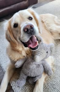 a sweet golden retriever smiling at the camera with a stuffed elephant between his legs.